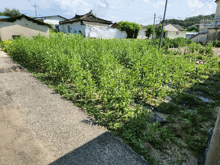 경상남도 창녕군 대지면 본초리 871-6 대지 경매 사진 1