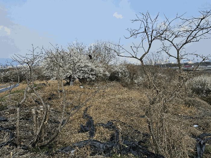 전라남도 광양시 황길동 624-3 답 경매 사진 5