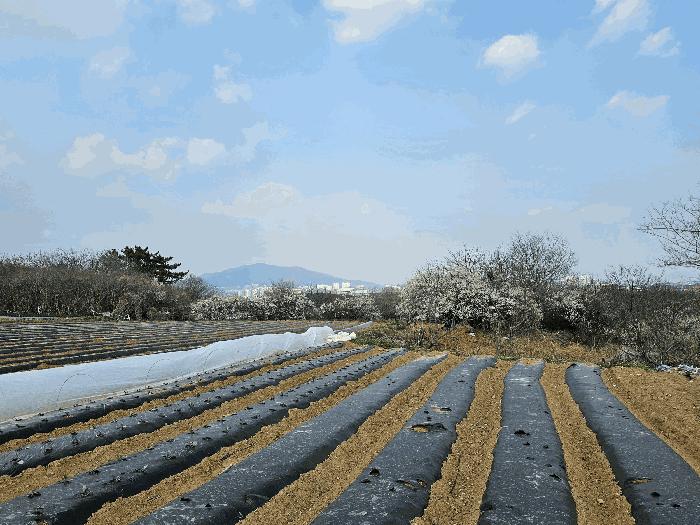 전라남도 광양시 황길동 산173-1 임야 경매 사진 1