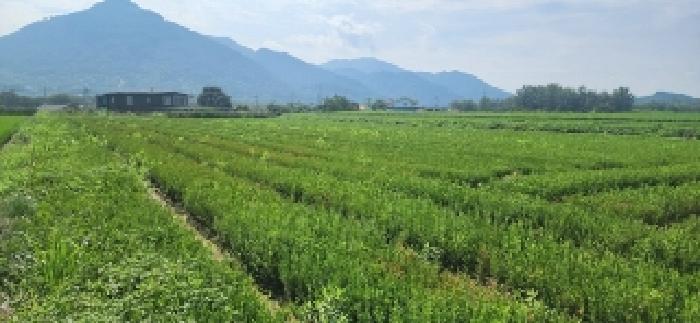 전라남도 구례군 구례읍 봉서리 905-8 답 경매 사진 6