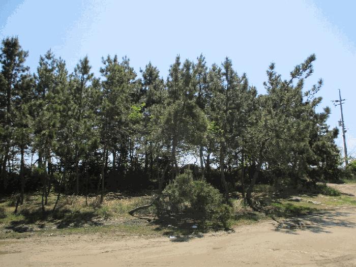 전라남도 무안군 망운면 송현리 1070-3 잡종지 경매 사진 31