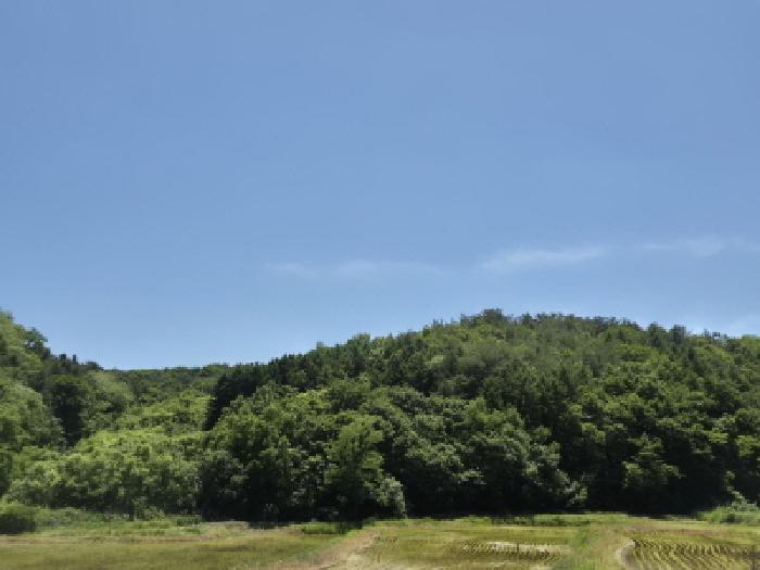 경상북도 경주시 하동 산203 임야 경매 사진 3