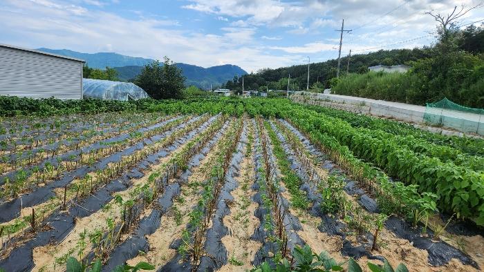 경상북도 구미시 산동읍 봉산리 233 과수원 경매 사진 4
