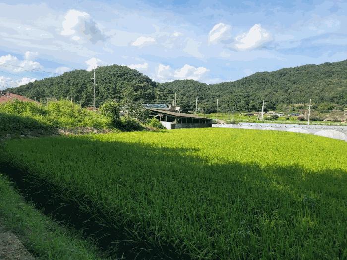 경상북도 성주군 월항면 대산리 165 전 경매 사진 2