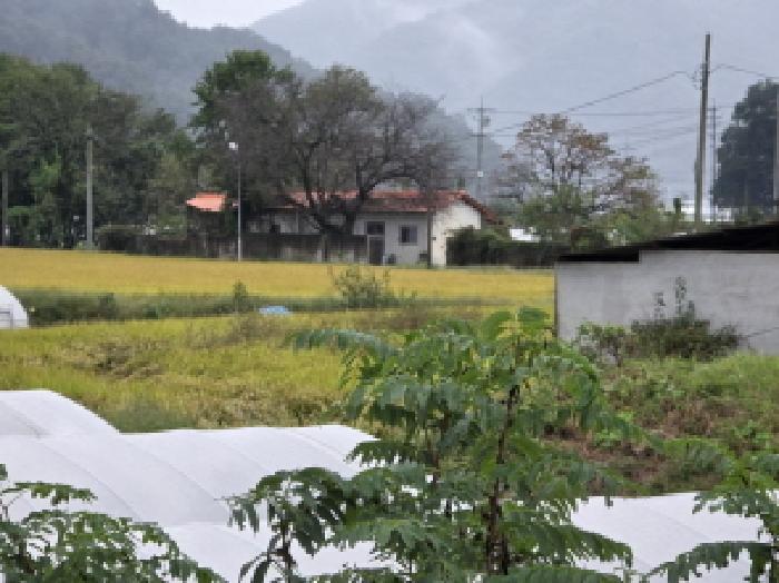 경상북도 성주군 월항면 대산리 165 전 경매 사진 36