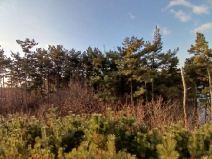 충청남도 서산시 대산읍 대로리 산141-35 임야 경매 사진 9