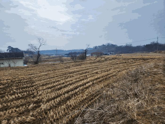 충청남도 당진시 송악읍 중흥리 146 답 경매 사진 1