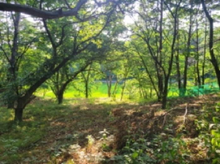 강원특별자치도 속초시 노학동 산80-7 임야 경매 사진 11
