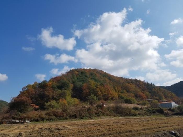 경상북도 청송군 현동면 눌인리 산103-1 임야 경매 사진 2