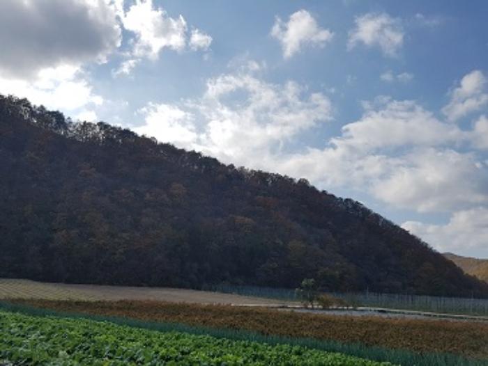 경상북도 청송군 현동면 눌인리 산103-1 임야 경매 사진 3