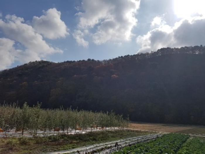 경상북도 청송군 현동면 눌인리 산103-1 임야 경매 사진 4