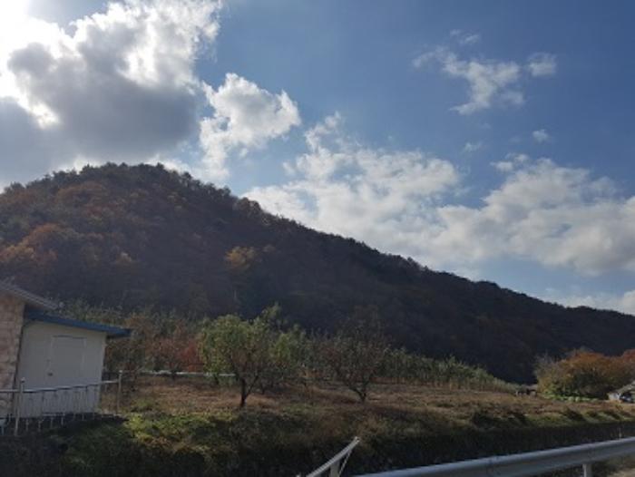 경상북도 청송군 현동면 눌인리 산103-1 임야 경매 사진 5