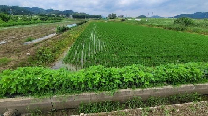 경상남도 함안군 법수면 주물리 111-2 답 경매 사진 2