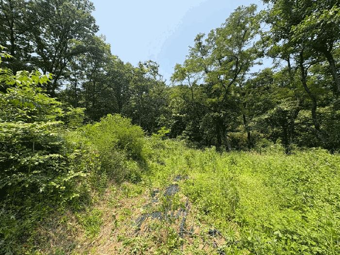 경상북도 고령군 개진면 옥산리 산36 임야 경매 사진 8