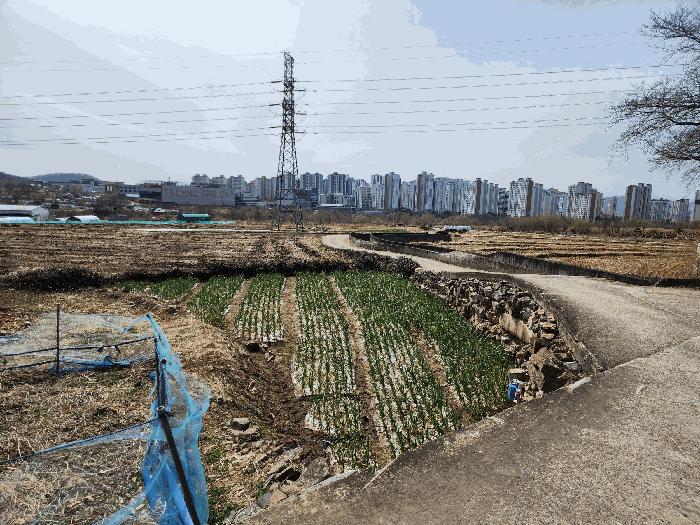 대구광역시 달성군 유가읍 쌍계리 579 답 경매 사진 7
