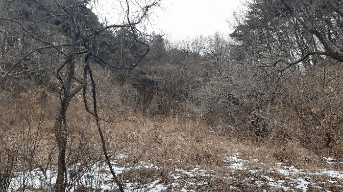 경상북도 김천시 지례면 교리 산60 임야 경매 사진 1