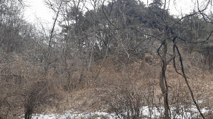 경상북도 김천시 지례면 교리 산60 임야 경매 사진 2