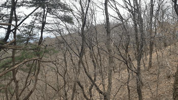 경상북도 김천시 지례면 교리 산60 임야 경매 사진 3