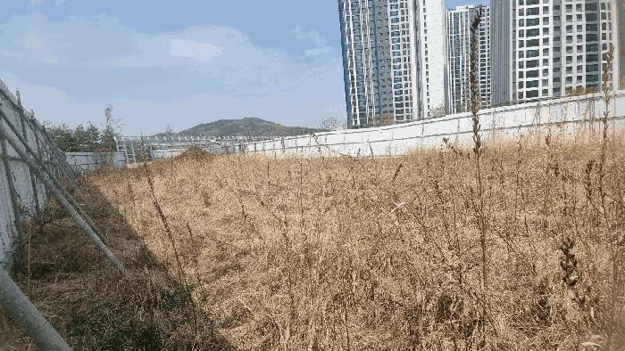 경상북도 김천시 부곡동 516-6 답 경매 사진 4