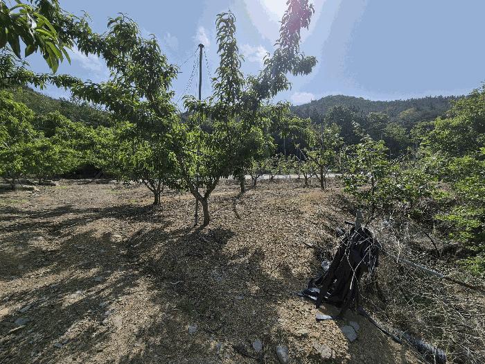 경상북도 영천시 신녕면 부산리 490 전 경매 사진 4