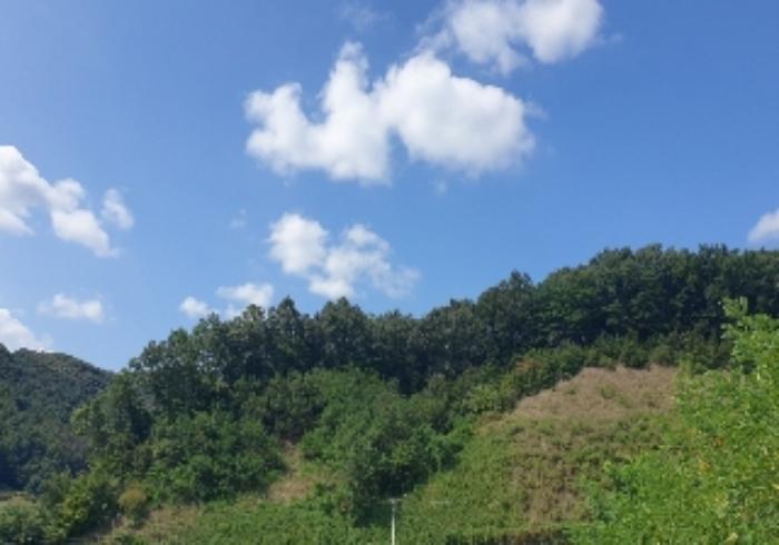 충청북도 음성군 음성읍 초천리 산61-1 임야 경매 사진 24