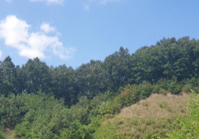 충청북도 음성군 음성읍 초천리 산61-1 임야 경매 사진 29