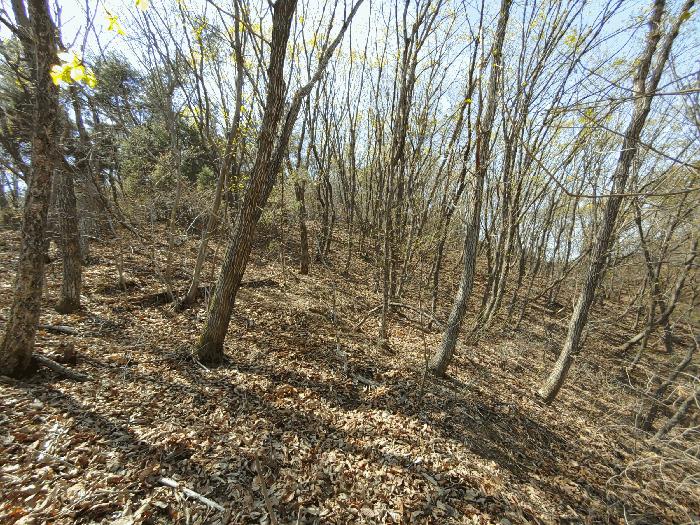 충청남도 부여군 부여읍 송곡리 72 임야 경매 사진 2