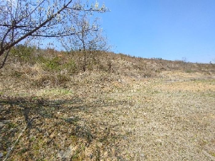 충청남도 부여군 부여읍 송곡리 105-6 전 경매 사진 11