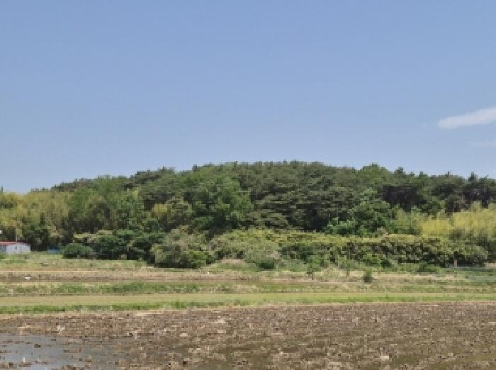 경상북도 포항시 남구 연일읍 학전리 산66-7 임야 경매 사진 7