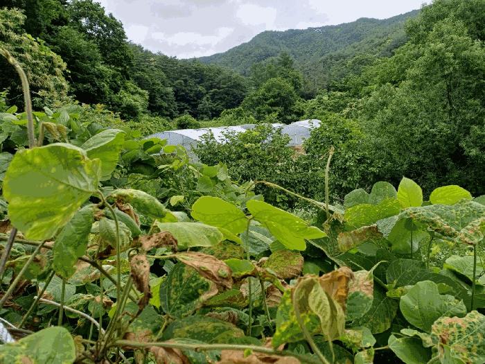 경상북도 포항시 북구 죽장면 상옥리 614 답 경매 사진 1