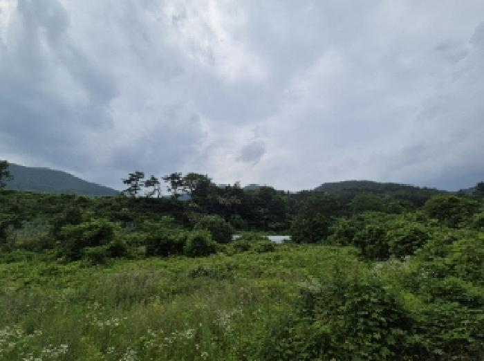 경상북도 포항시 북구 죽장면 상옥리 614 답 경매 사진 11