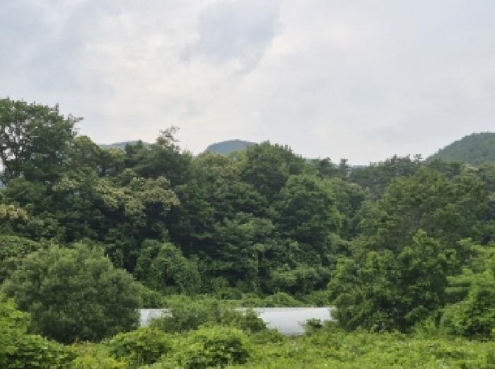 경상북도 포항시 북구 죽장면 상옥리 614 답 경매 사진 12