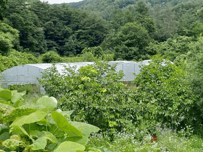 경상북도 포항시 북구 죽장면 상옥리 614 답 경매 사진 4