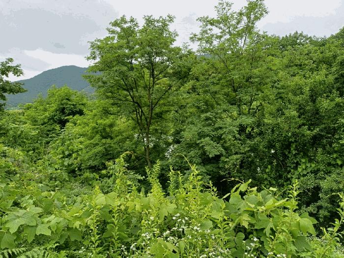경상북도 포항시 북구 죽장면 상옥리 614 답 경매 사진 7
