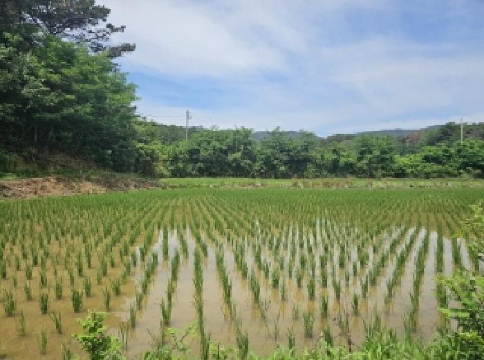 경상북도 포항시 북구 신광면 우각리 978-2 답 경매 사진 5