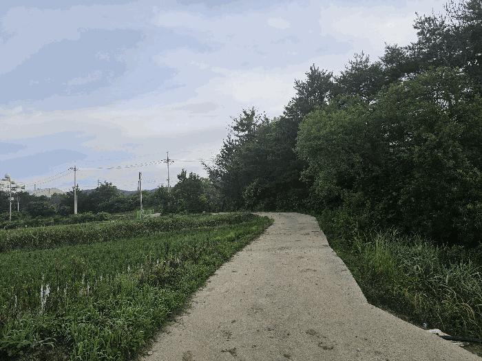 경상북도 포항시 북구 흥해읍 덕장리 956-4 답 경매 사진 3