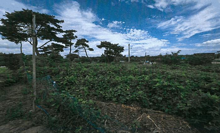 경상북도 포항시 남구 오천읍 세계리 698-4 과수원 경매 사진 1