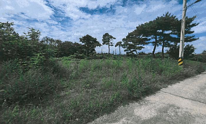 경상북도 포항시 남구 오천읍 세계리 698-4 과수원 경매 사진 2