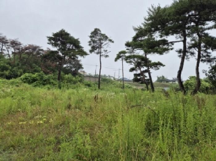 경상북도 포항시 남구 오천읍 세계리 698-4 과수원 경매 사진 4