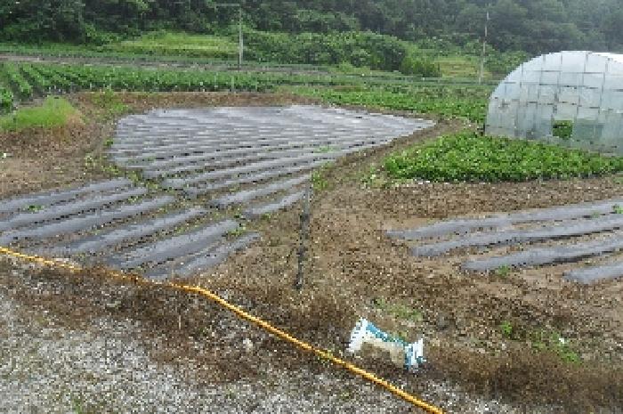 전북특별자치도 정읍시 산내면 예덕리 284-1 답 경매 사진 24