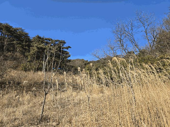 경상북도 포항시 남구 오천읍 문덕리 산156-2 임야 경매 사진 2