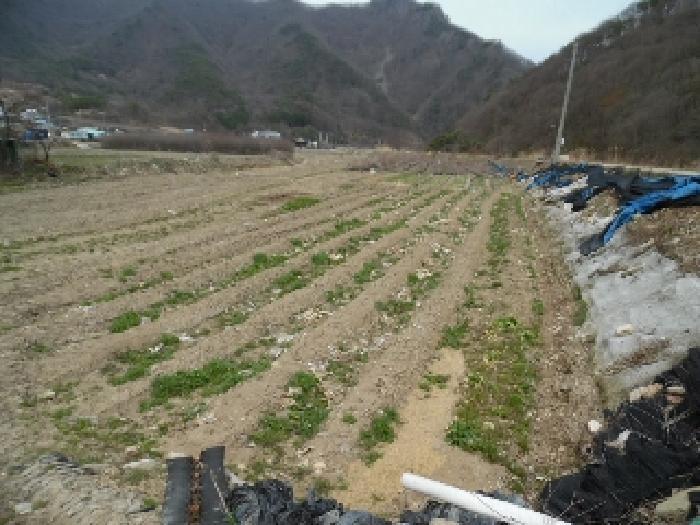 전북특별자치도 진안군 주천면 대불리 254 전 경매 사진 16