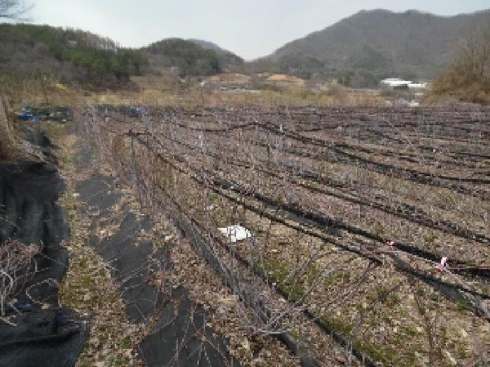 전북특별자치도 진안군 주천면 대불리 254 전 경매 사진 19