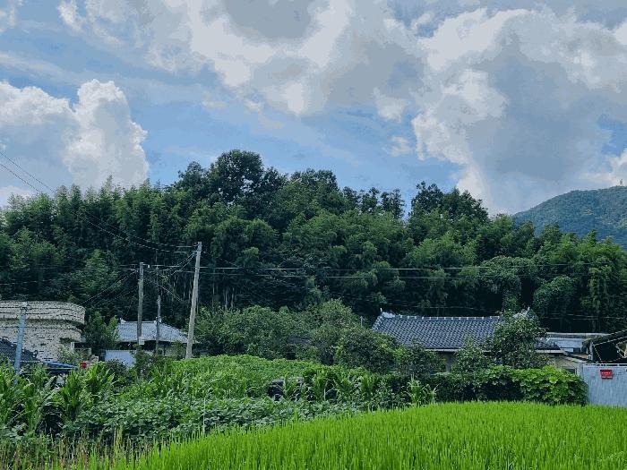 전라남도 보성군 조성면 동촌리 330-1 임야 경매 사진 1
