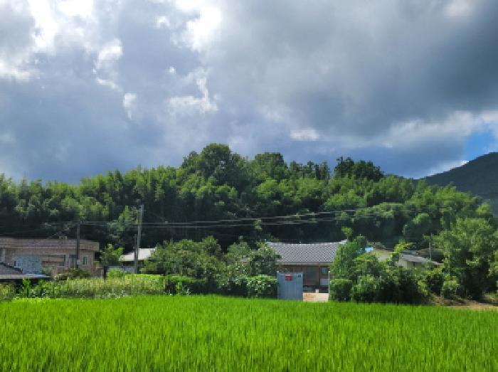 전라남도 보성군 조성면 동촌리 330-1 임야 경매 사진 35