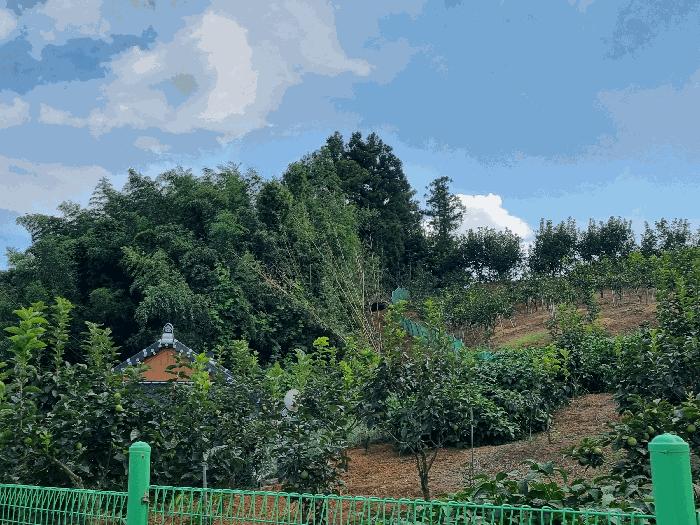 전라남도 보성군 조성면 동촌리 330-14 대지 경매 사진 2