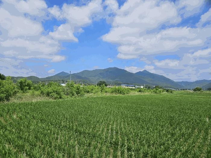 경상북도 경주시 안강읍 옥산리 1137-5 답 경매 사진 2