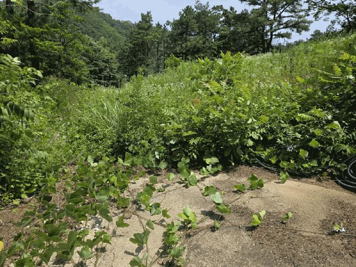 경상북도 경주시 내남면 박달리 629-7 근린시설 경매 사진 19