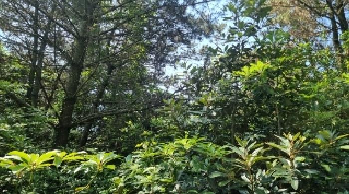 제주특별자치도 서귀포시 성산읍 신풍리 1628-7 임야 경매 사진 5