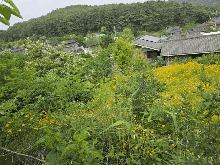 대구광역시 달성군 하빈면 대평리 산19-1 임야 경매 사진 6